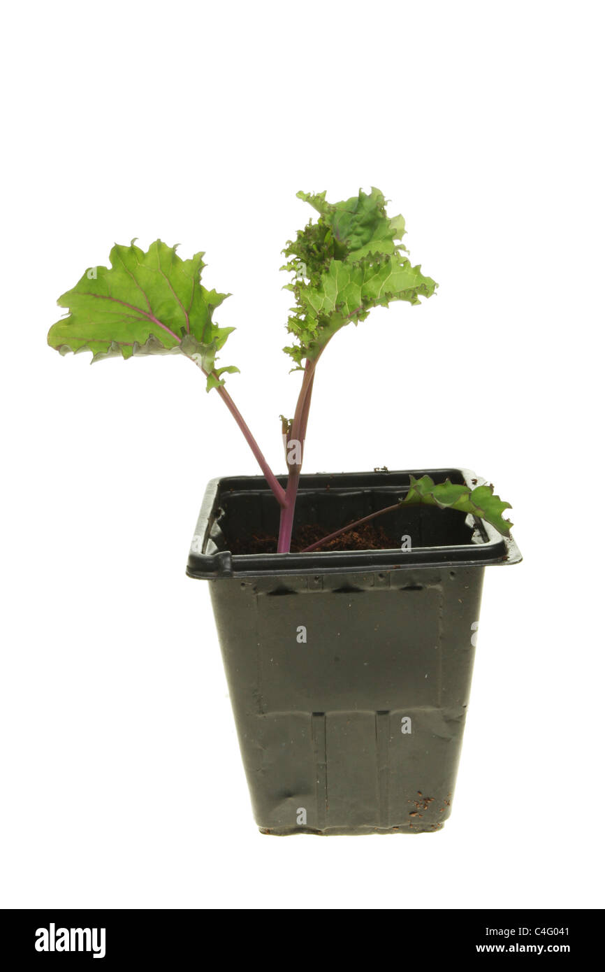 Kale cabbage seedling plant in a plastic pot isolated against white Stock Photo