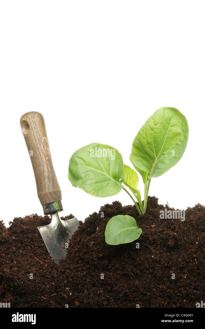 A gardening trowel next to a seedling cabbage plant in compost Stock Photo