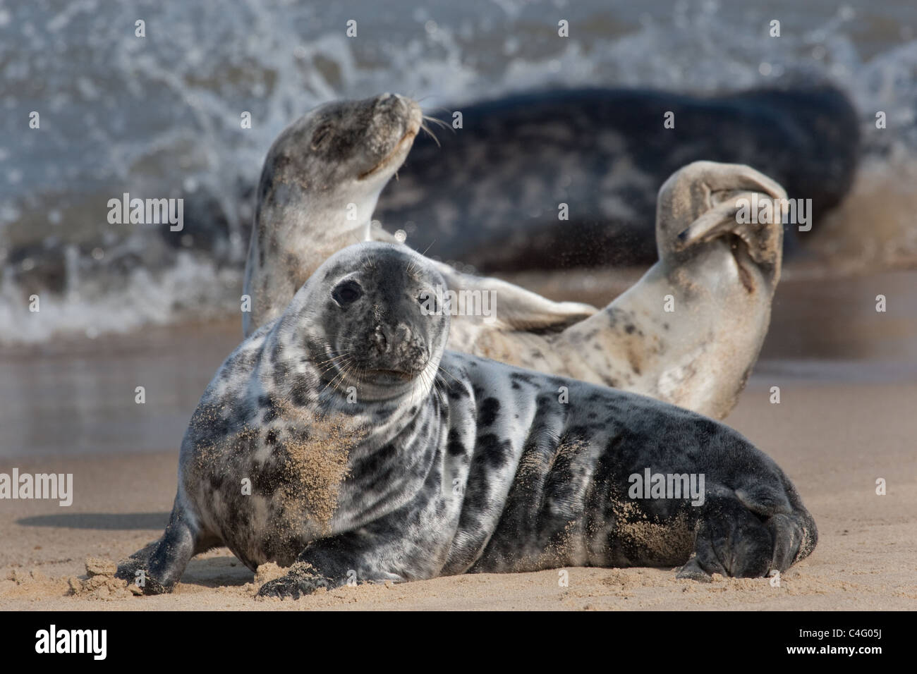 Colony of Grey Seals on the Norfolk Coast, East Anglia, UK Stock Photo