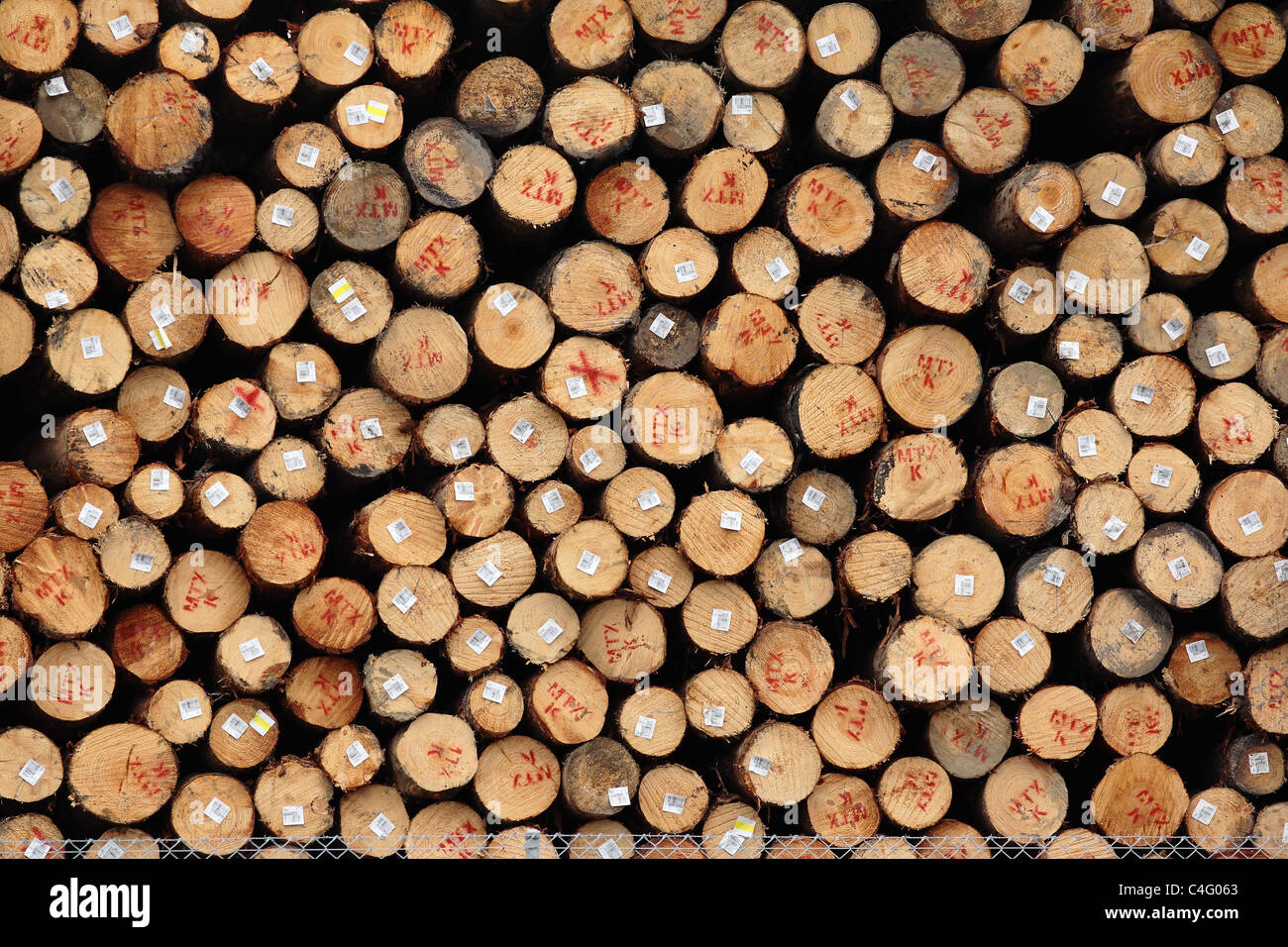 A consignment of Radiata Pine Logs awaiting export in Dunedin, New Zealand Stock Photo