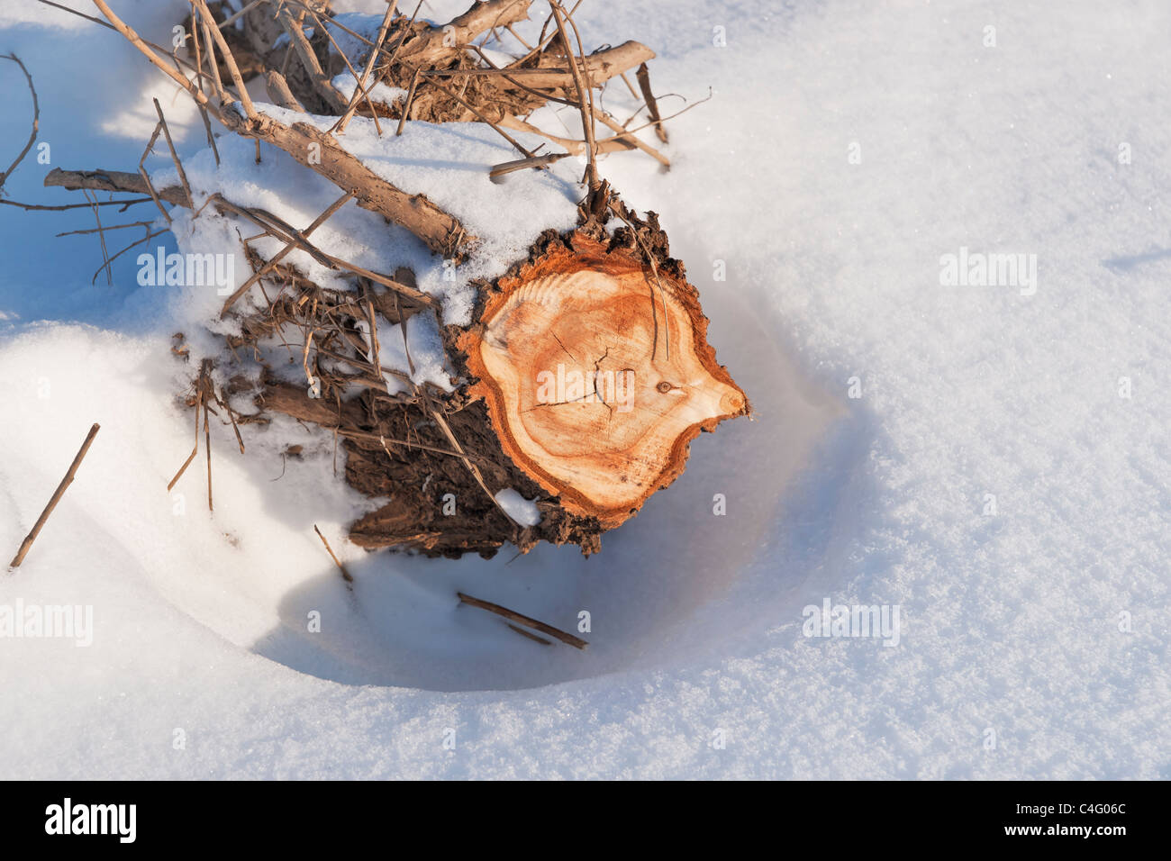 ein abgesaegter Baumstamm liegt im Schnee | a sawed-off tree trunk lies in the snow Stock Photo