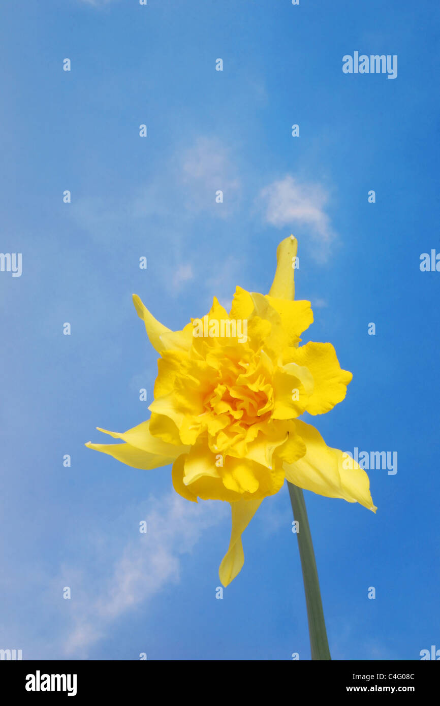 A single daffodil against a blue sky Stock Photo