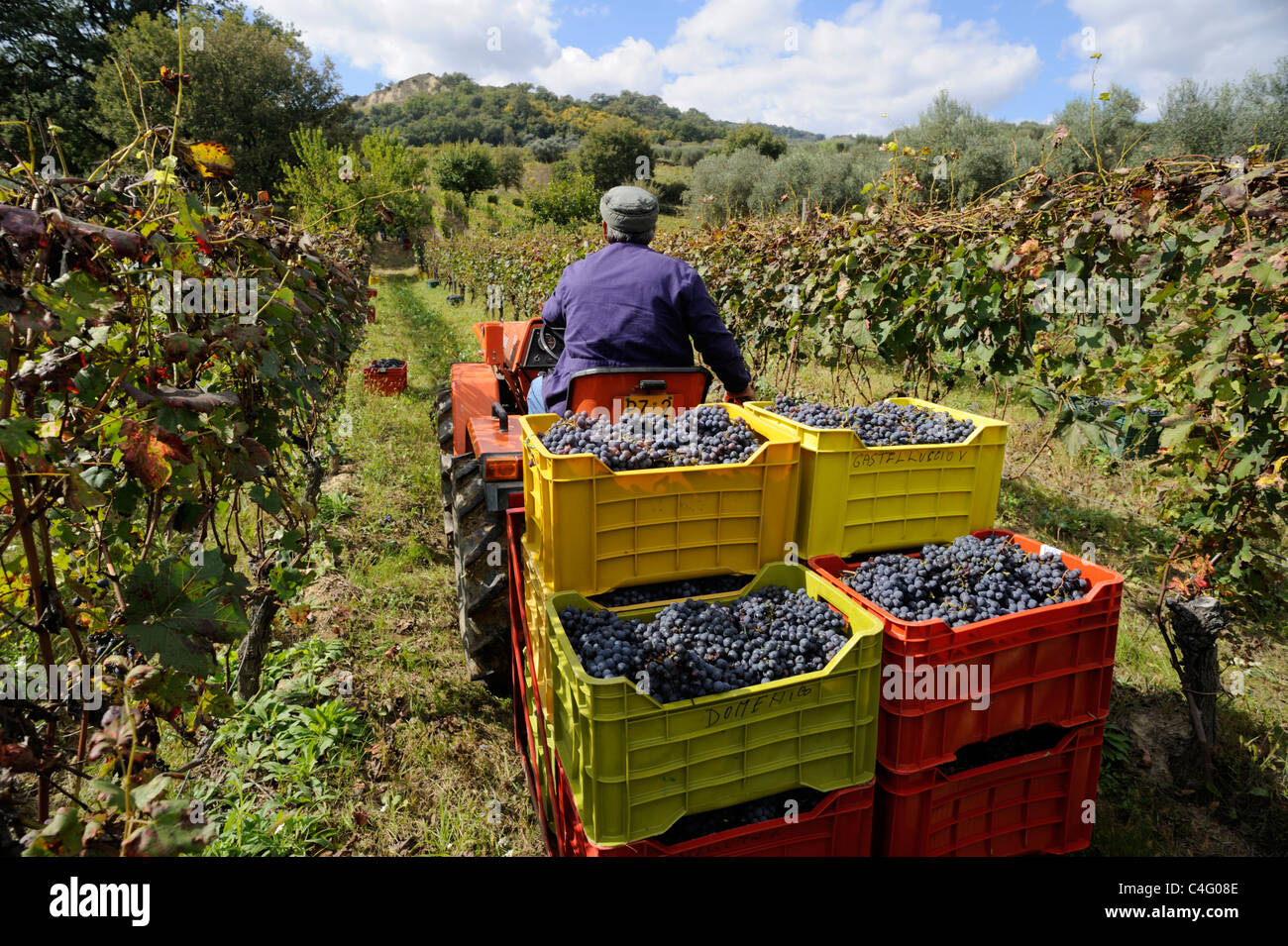 italy, basilicata, roccanova, vineyards, grape harvest, tractor Stock Photo