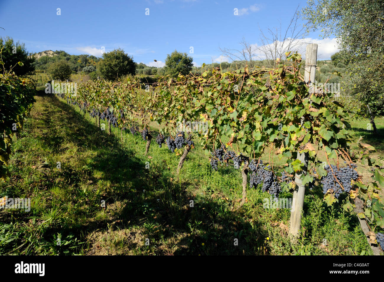 italy, basilicata, vineyards Stock Photo