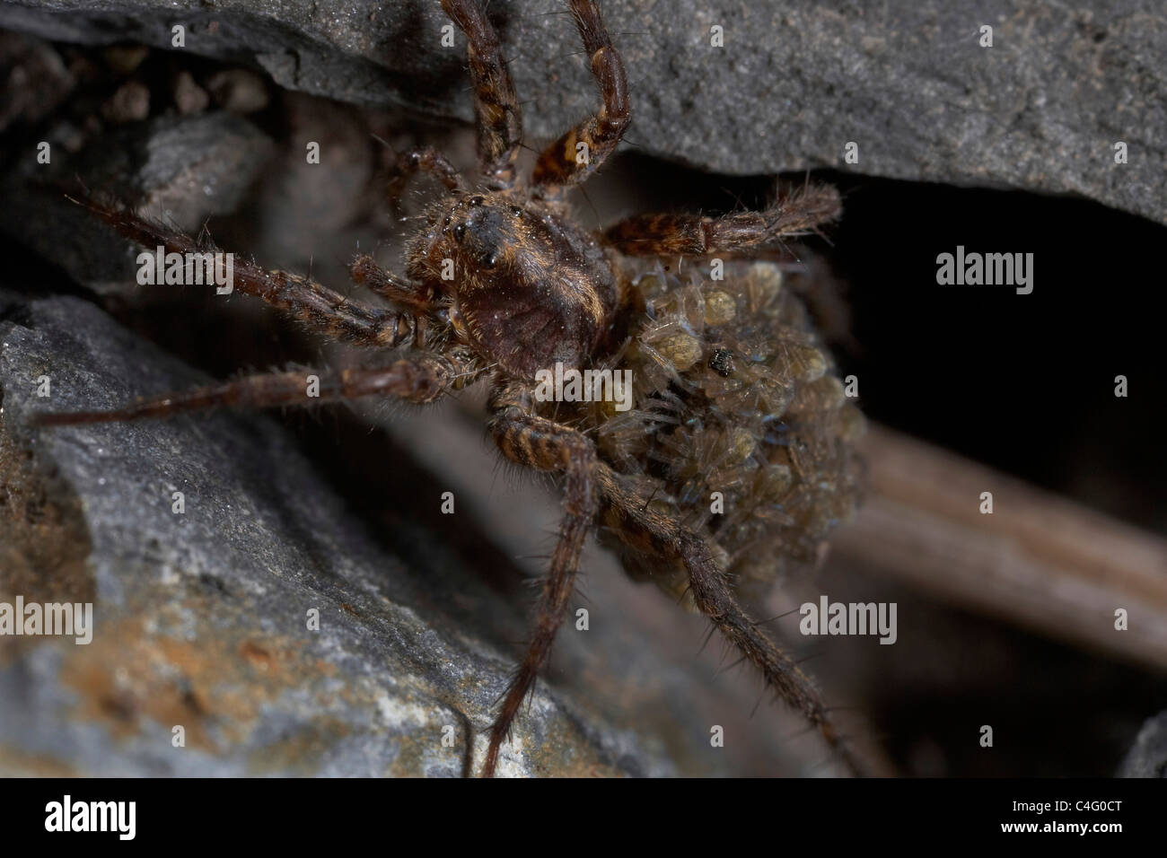 Female Wolf spider, Pardosa amentata carrying her newly hatched young