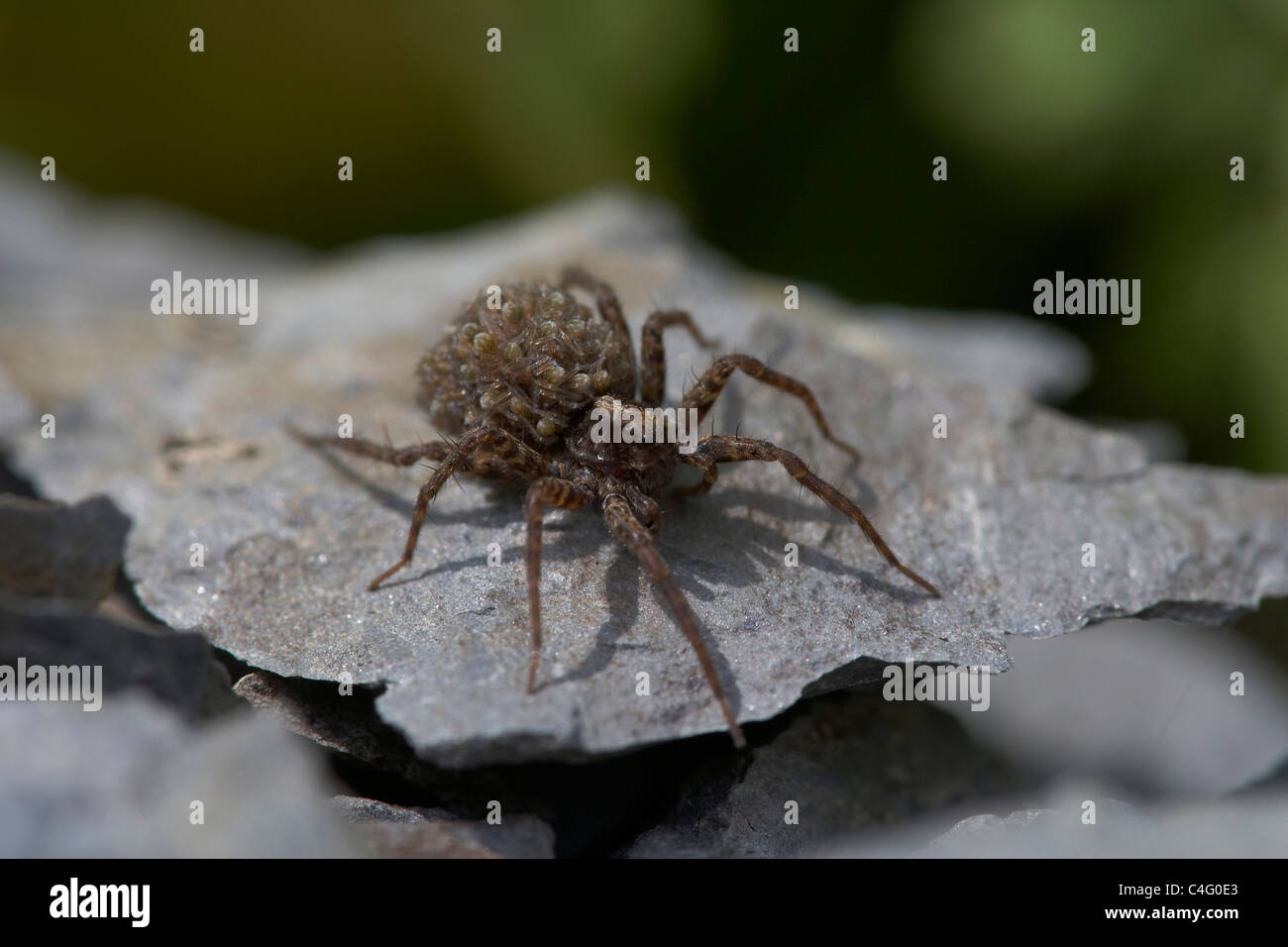 Female Wolf spider, Pardosa amentata carrying her newly hatched young