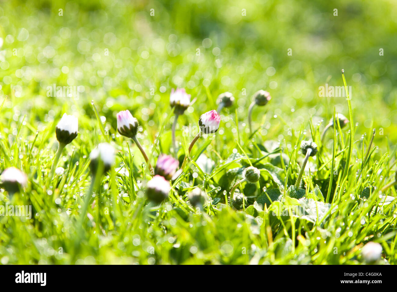fresh grass with dew drops Stock Photo