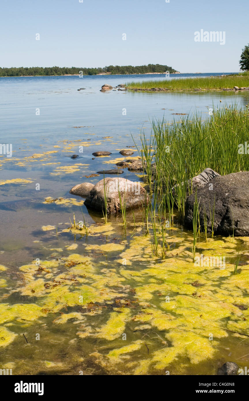 swedish nature reserve sweden natural nature landscape baltic sea archipelagos hasselo vastervik island islands clean water fres Stock Photo