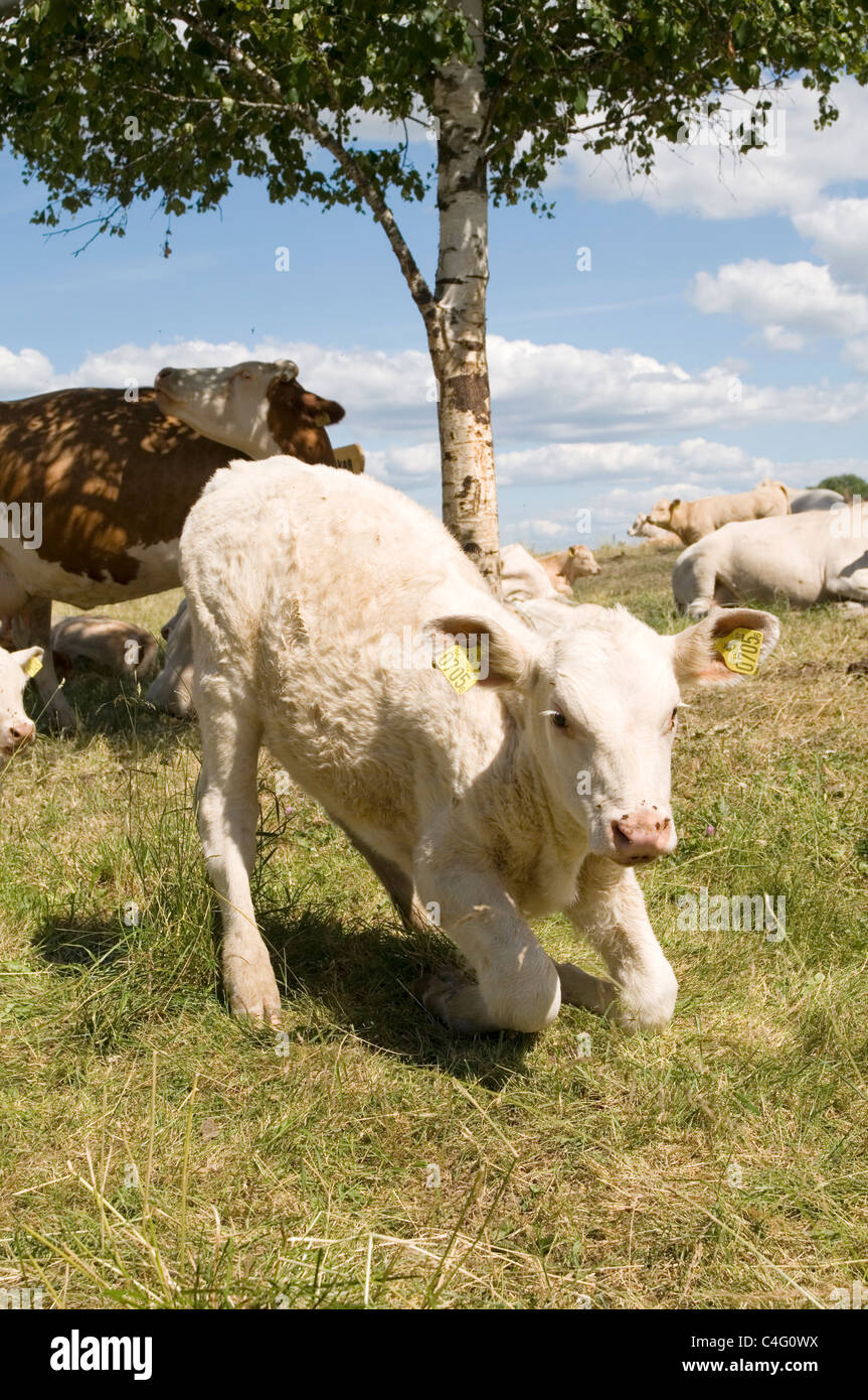 young veal calf standing up for the first time step steps finding its