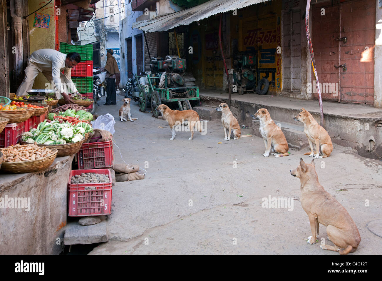 India street dogs hires stock photography and images Alamy