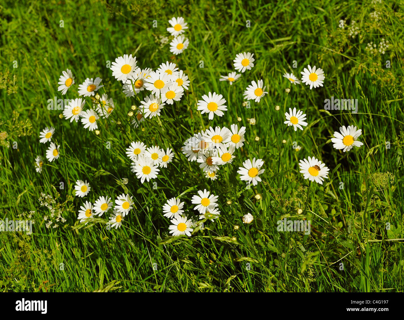 WILD DAISIES GROWING IN A FARMERS FIELD IN HERTFORDSHIRE ENGLAND UK