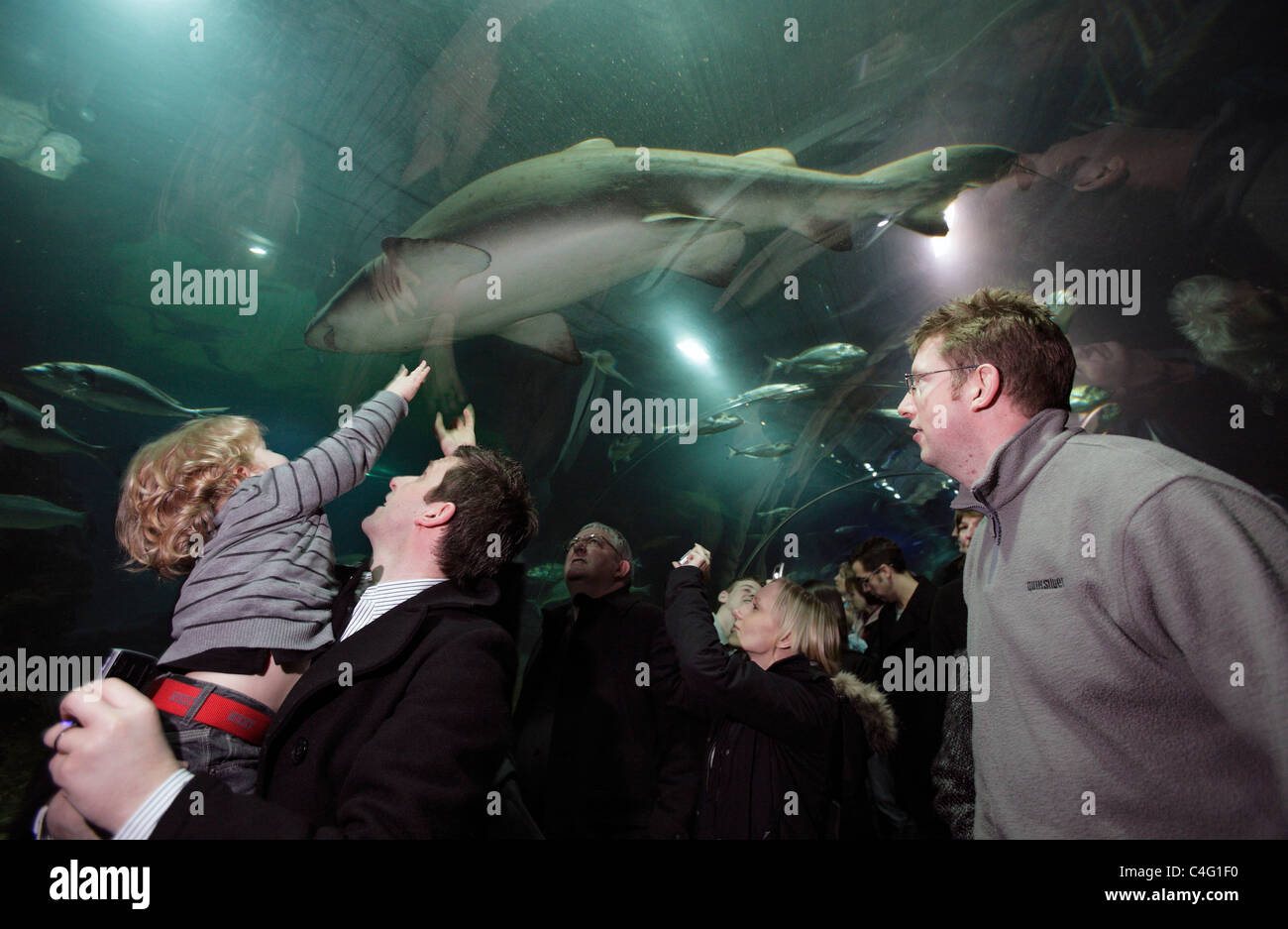 Visitors in the observation tunnel at Deep Sea World aquarium watch as a Sand Tiger shark (Carcharias taurus) passes overhead Stock Photo