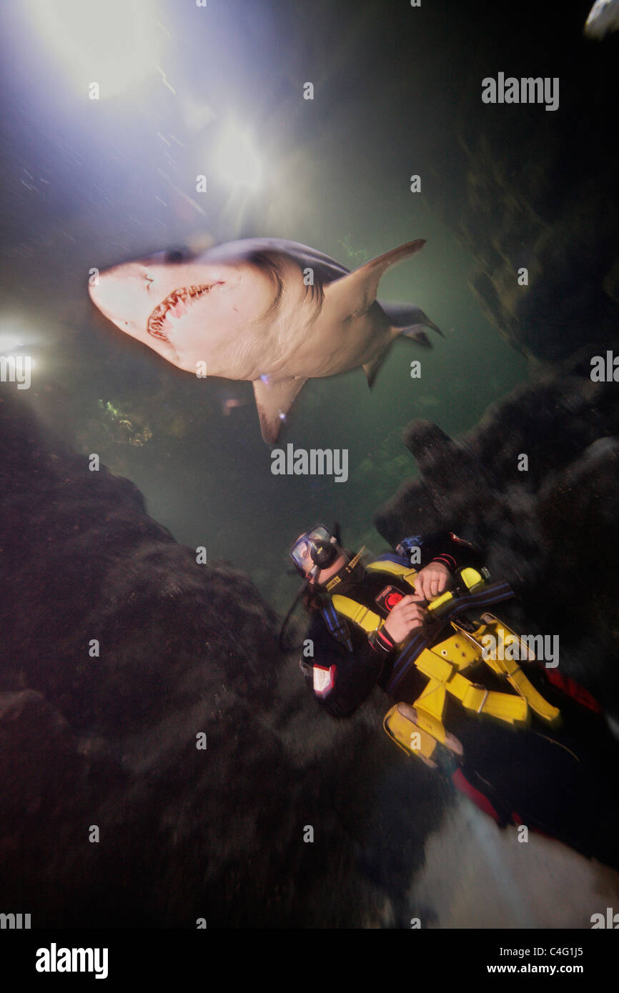 A diver in the aquarium at Deep Sea World watches as a Sand Tiger shark (Carcharias taurus) passes close overhead Stock Photo