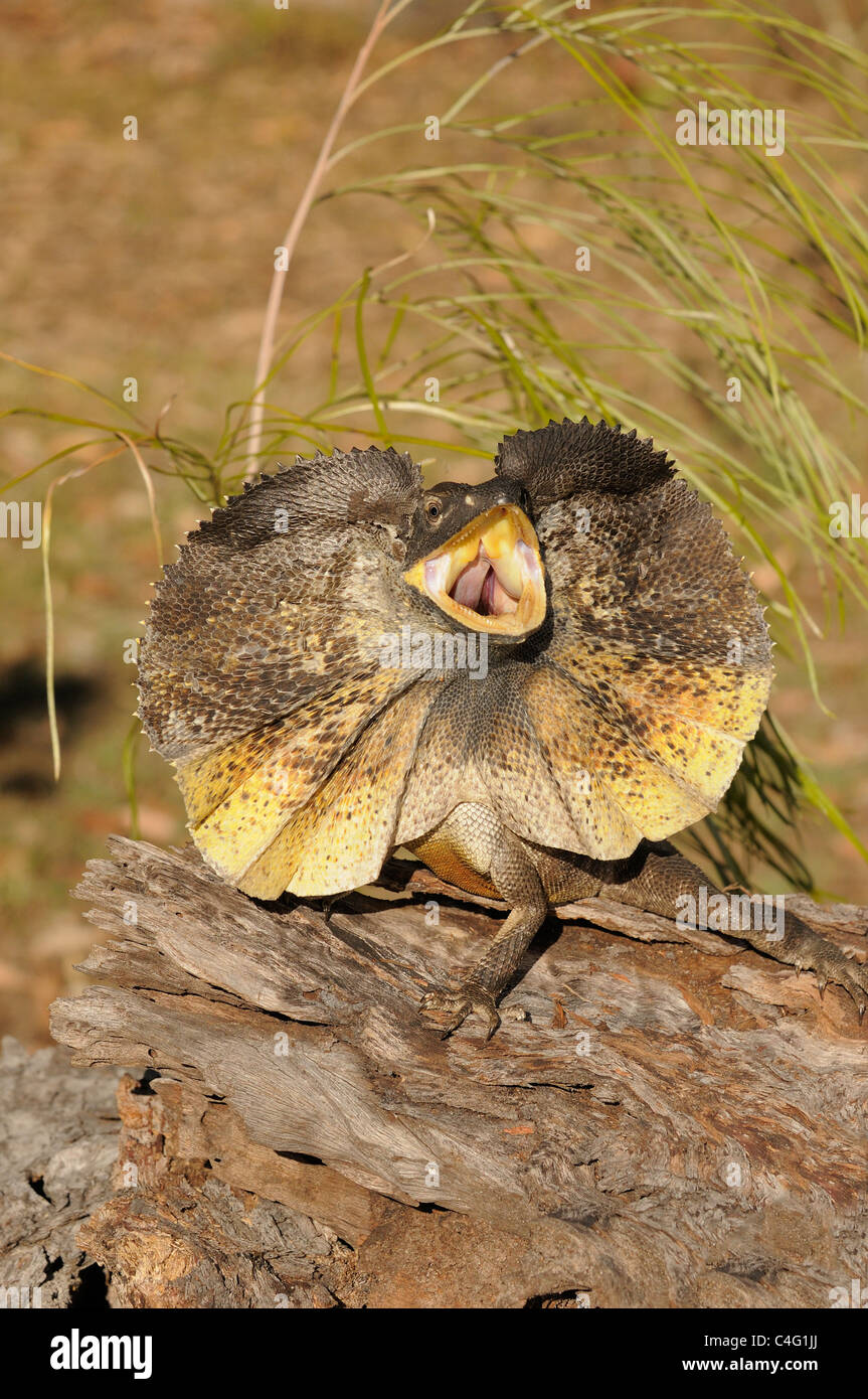 Frilled Lizard Chlamydosaurus kingii Adult displaying Photographed in Queensland, Australia Stock Photo