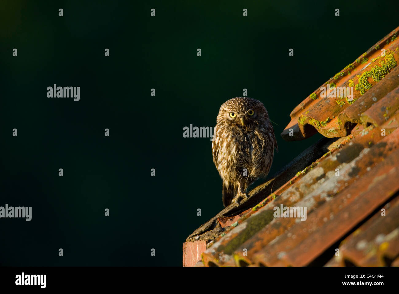 Little Owl on the roof of a derelict building Stock Photo Alamy