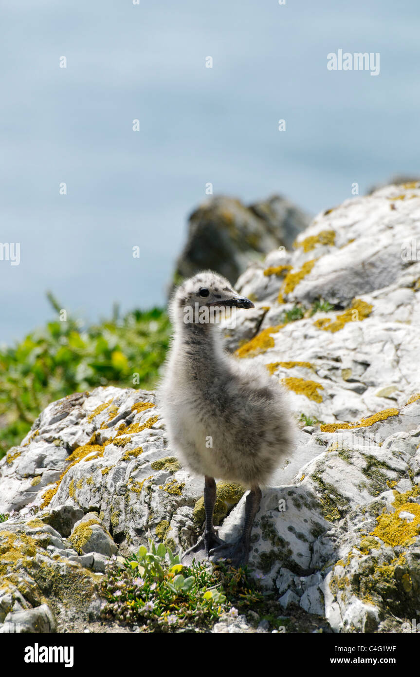 Herring gull chick hires stock photography and images Alamy