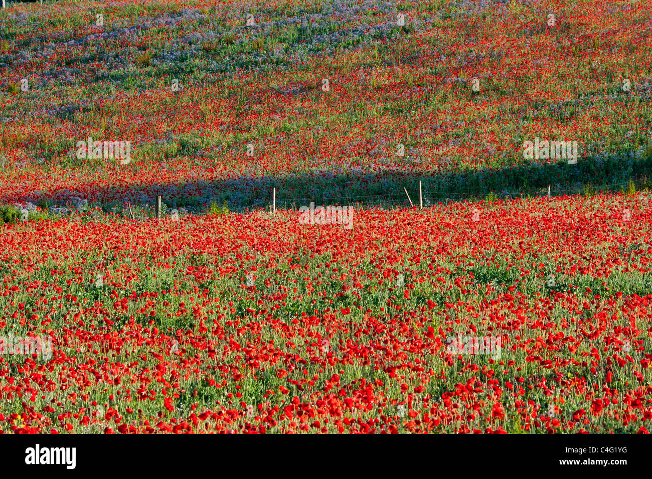 Field of wild poppies and borage Stock Photo