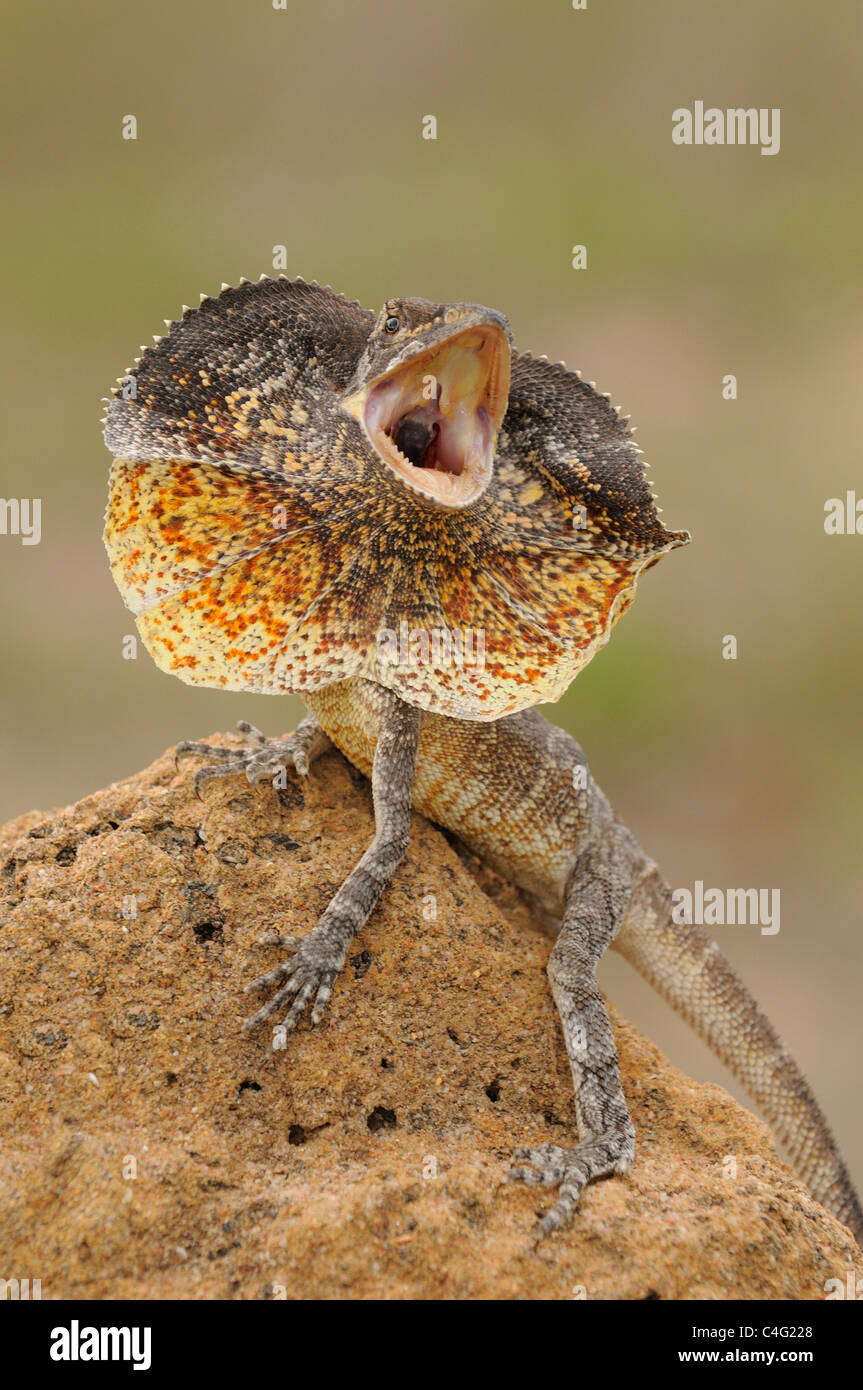 Frilled Lizard Chlamydosaurus kingii Dsplaying Photographed in Queensland, Australia Stock Photo