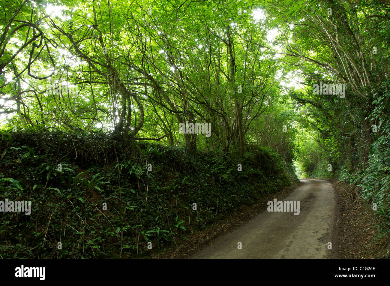 Leafy overhanging branch hi-res stock photography and images - Alamy