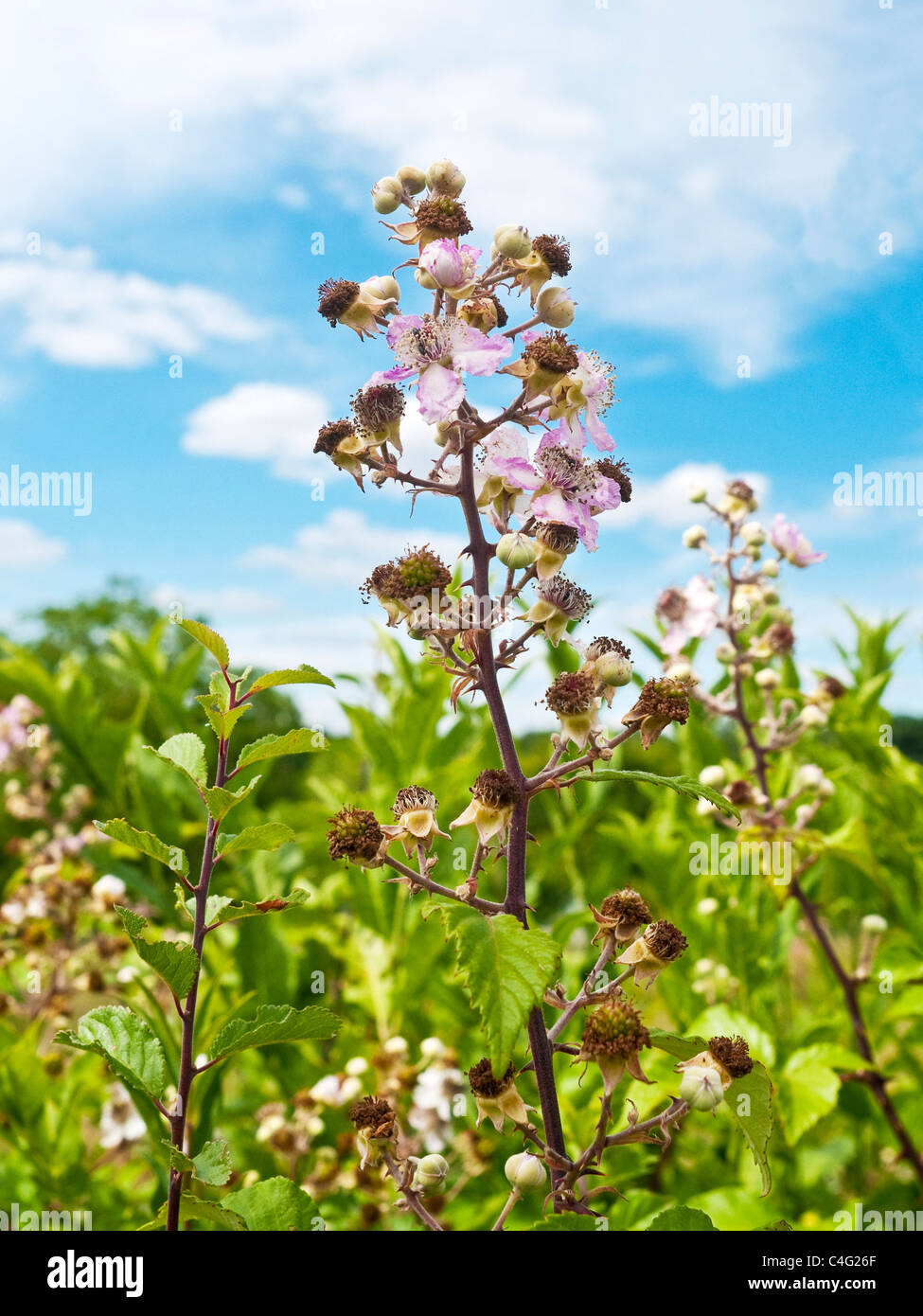 Wild Blackberries / Brambles flowering in roadside hedge France Stock Photo Alamy