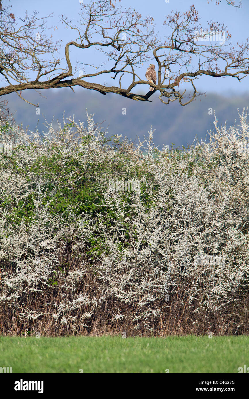 Flowering hedge hires stock photography and images Alamy
