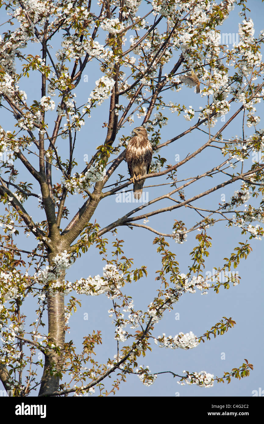 Buzzard Tree High Resolution Stock Photography and Images - Alamy