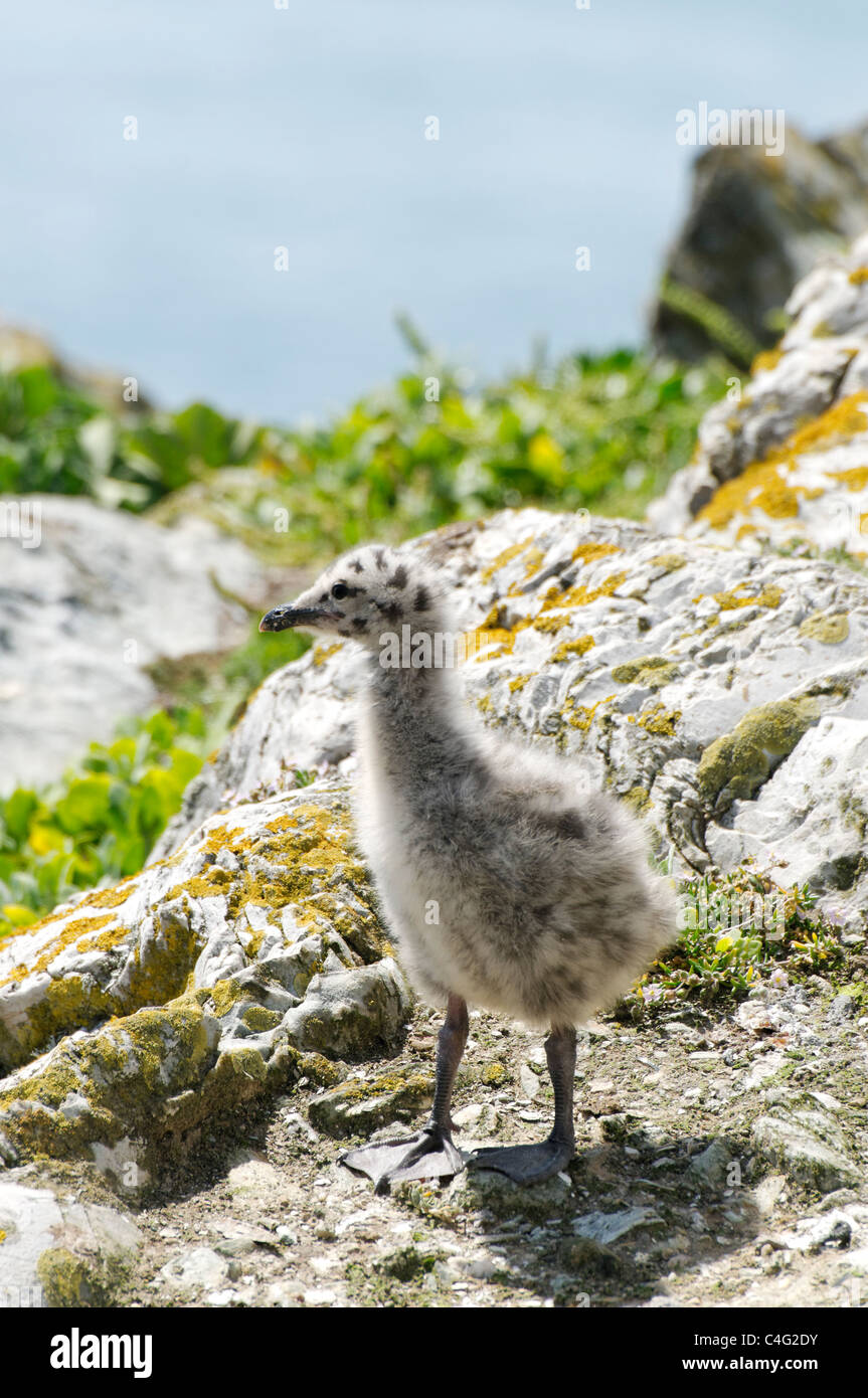 Herring gull chick hires stock photography and images Alamy