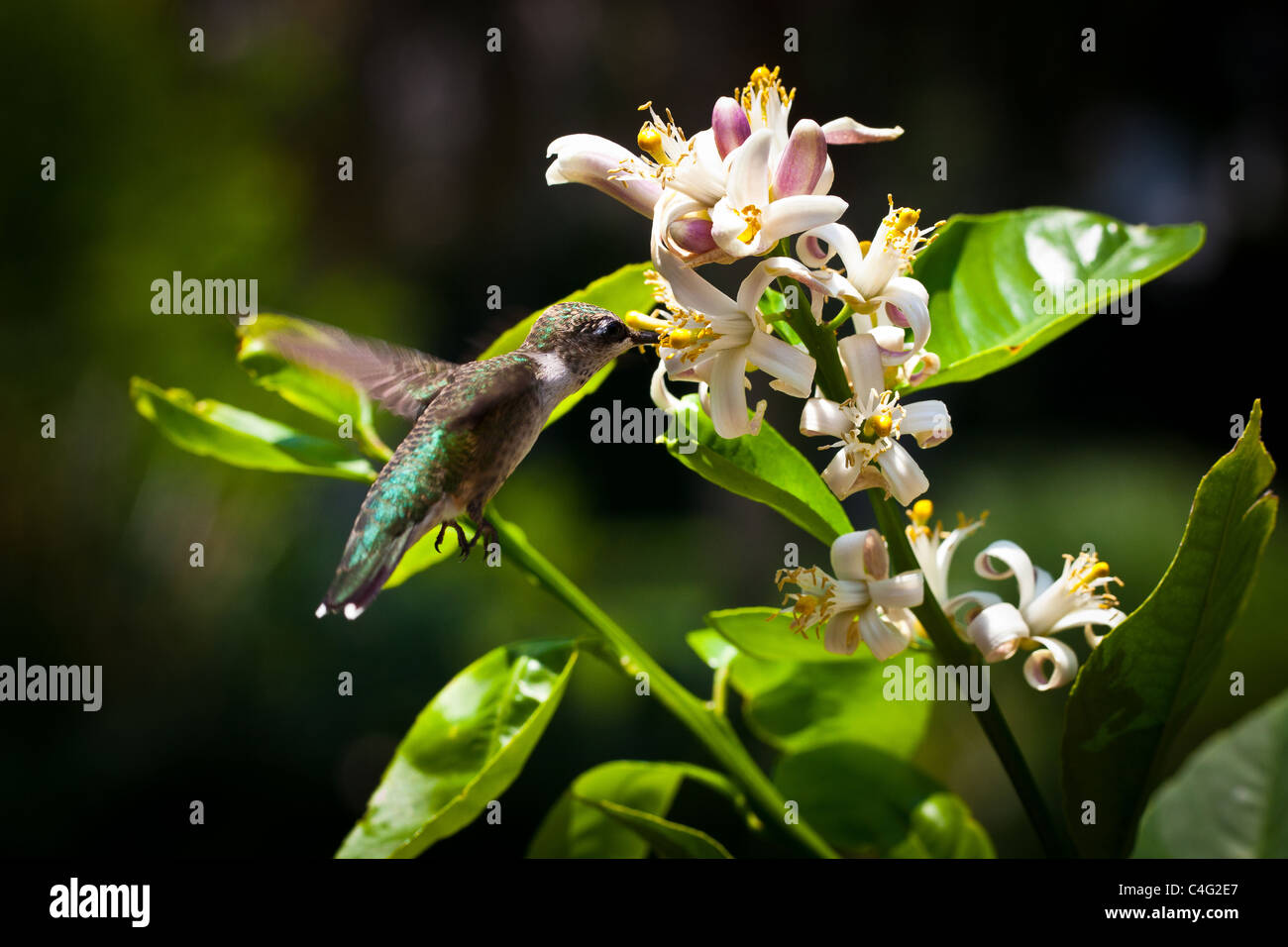 Green Violetear Hummingbird Colibri Thalassinus Takes Nectar From A