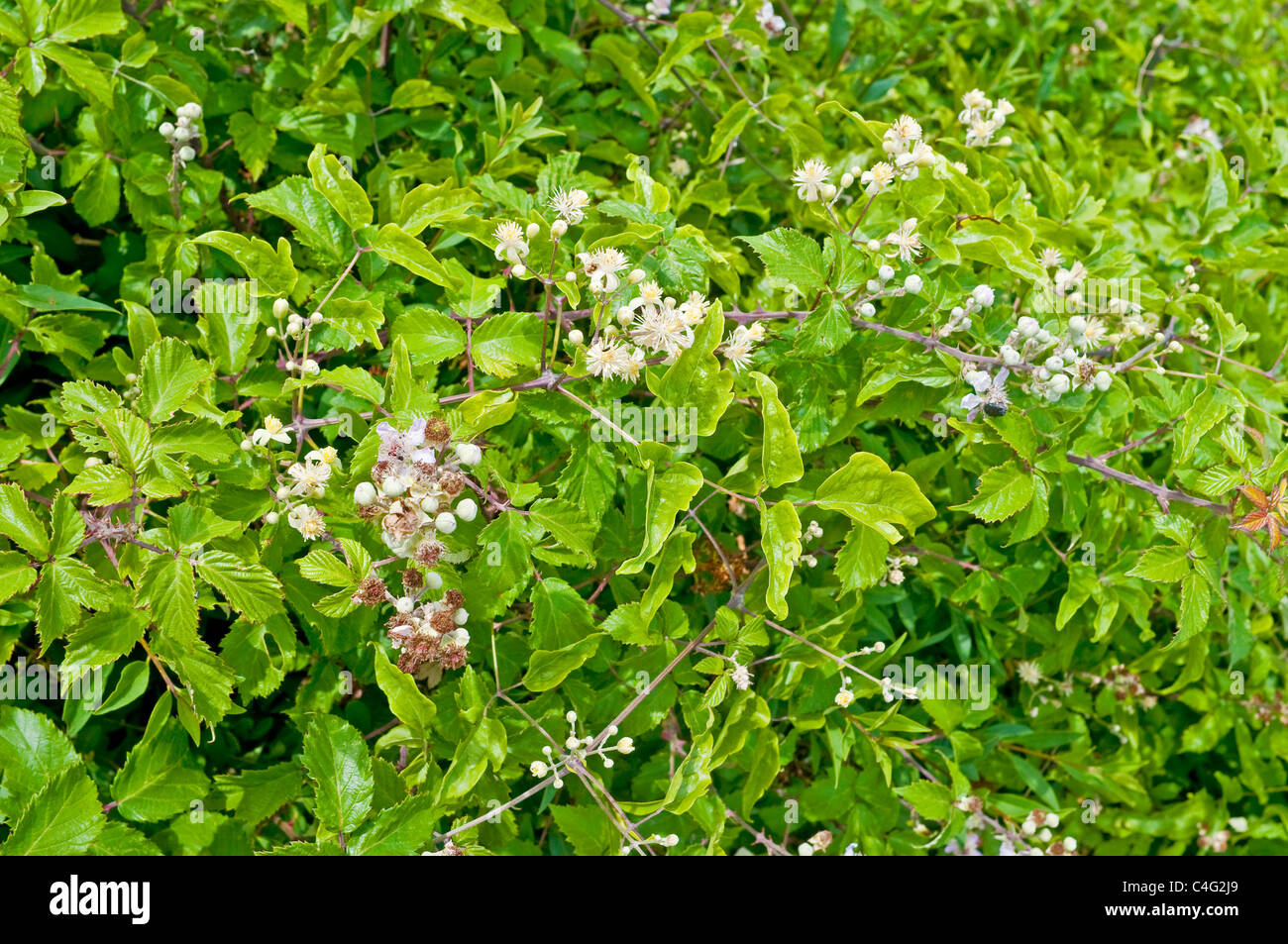Wild Blackberries / Brambles flowering in roadside hedge France Stock