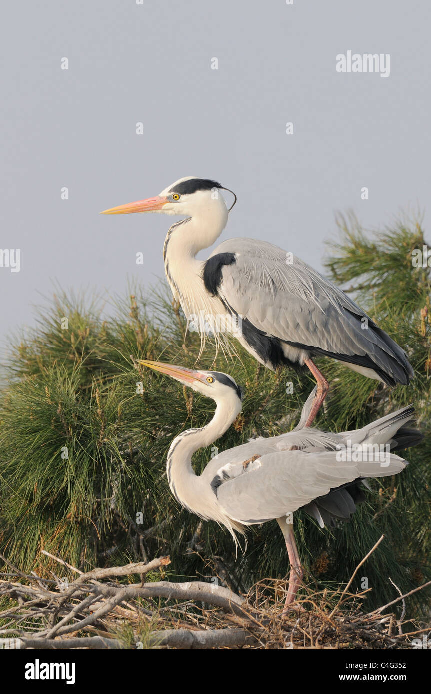 Grey Heron Ardea cinerea Adults mating Photographed in the Camargue, France Stock Photo