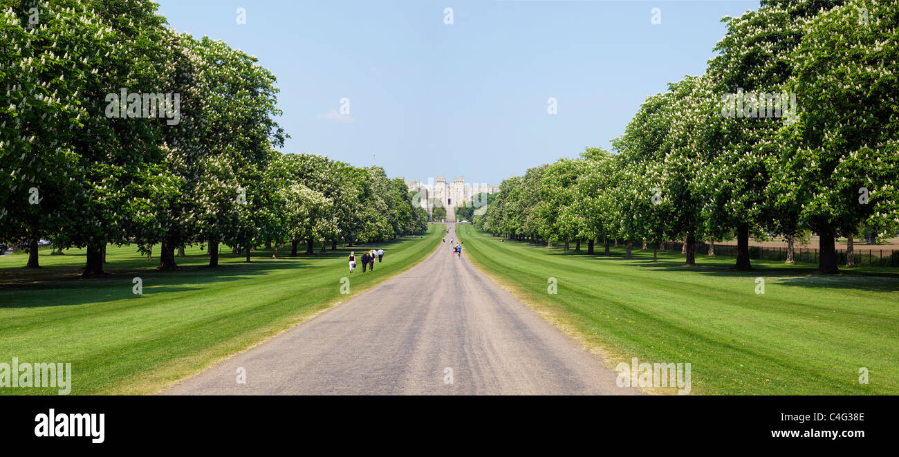 Horse Chestnuts in summer on the Long Walk Windsor Great Park Berkshire England UK Great Britain GB Europe Stock Photo