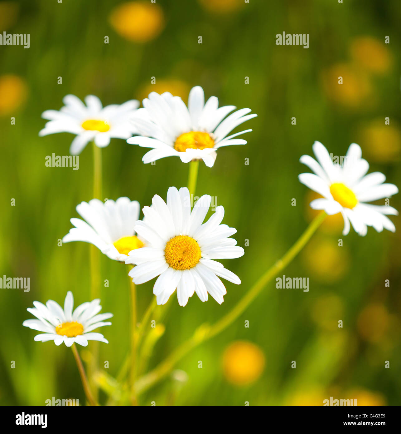 Wild daisies Stock Photo