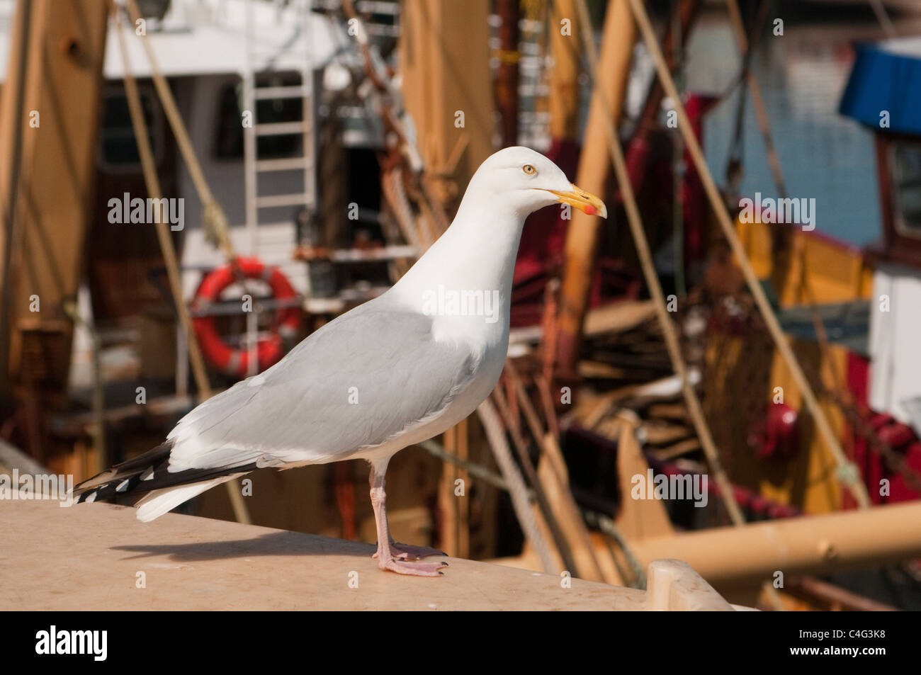 Newlyn Harbour Cornwall near Penzance and Herring Gull near fishing boats Stock Photo