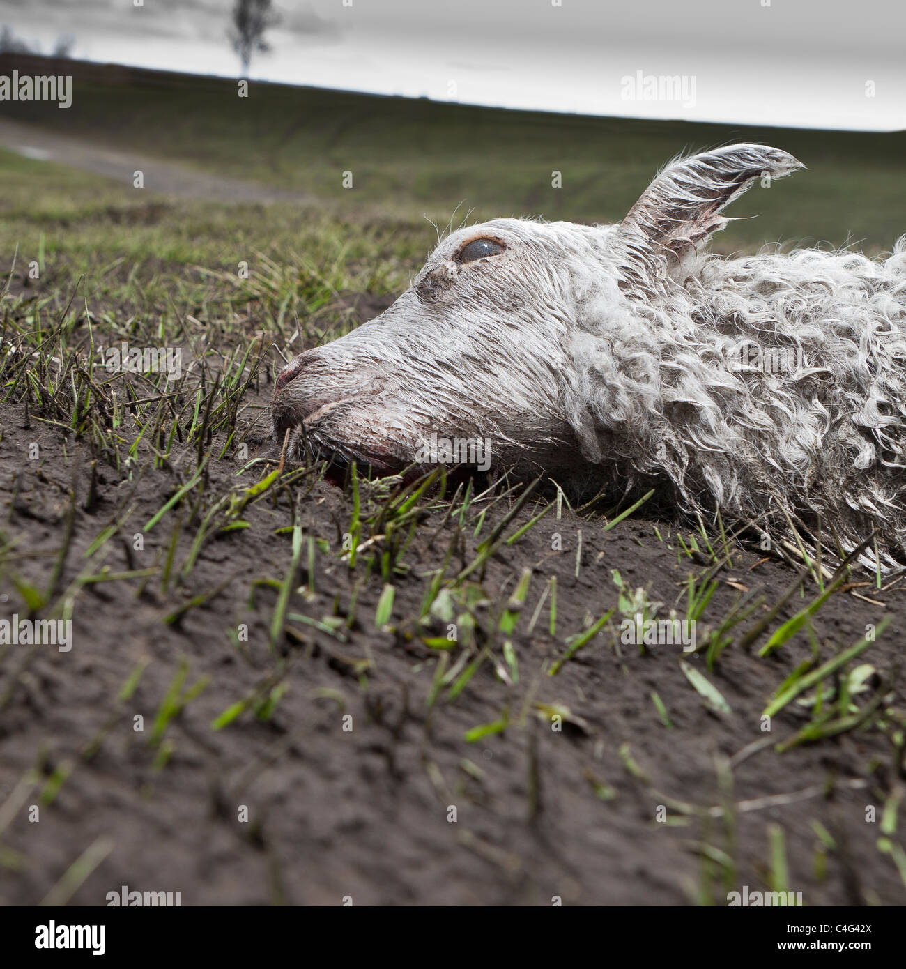 Dead killed lamb hires stock photography and images Alamy