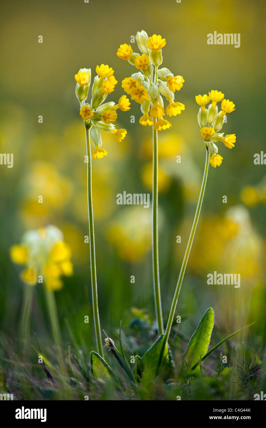 cowslip-primula-veris-flowering-on-meadow-north-hessen-germany
