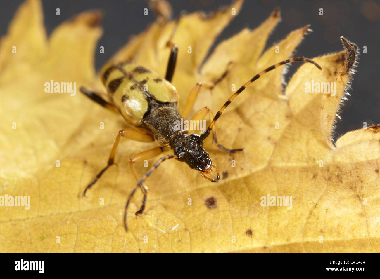 Longhorn beetle, Strangalia maculata UK Stock Photo