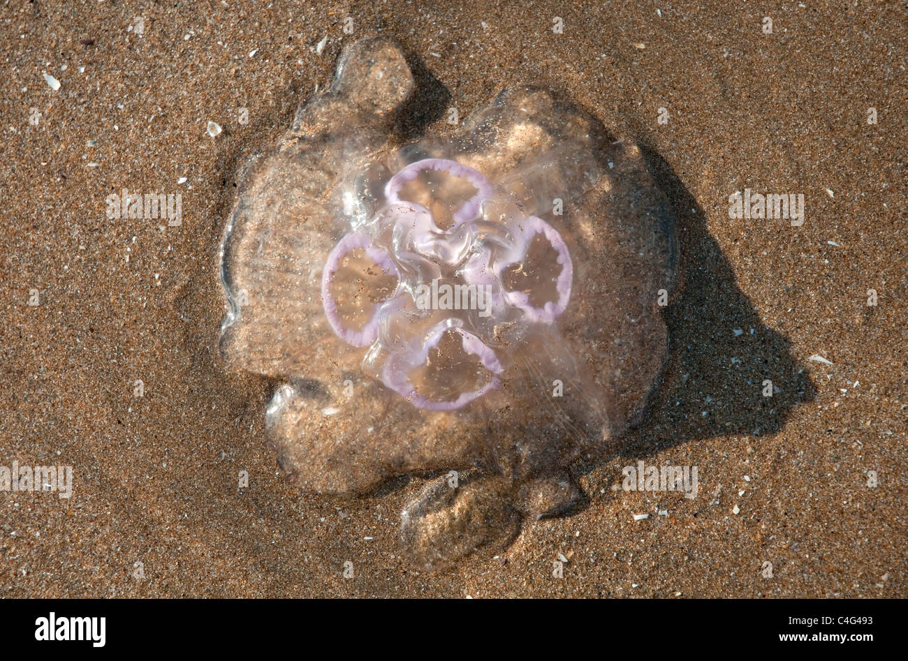 Jellyfish found on Putsborough beach in North Devon England UK Stock Photo