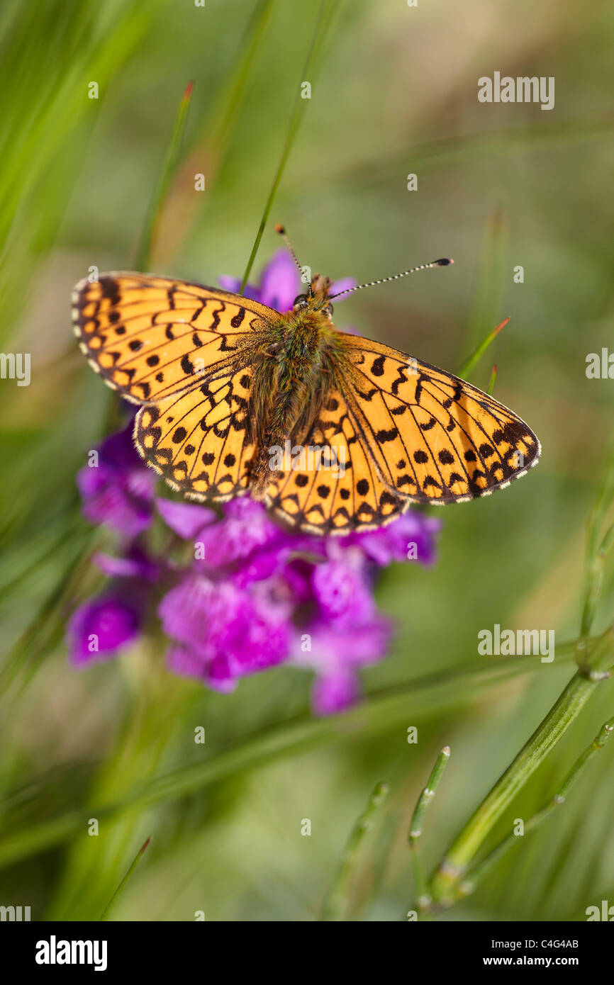 Small Pearl Bordered Fritillary, Boloria selene resting on a Early Purple Orchid, Cumbria, UK Stock Photo