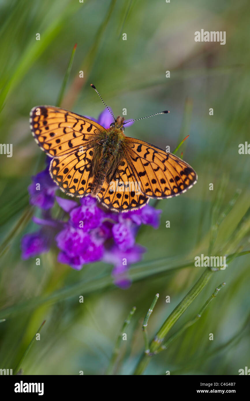 Small Pearl Bordered Fritillary, Boloria selene resting on an Early Purple Orchid, Cumbria, UK Stock Photo