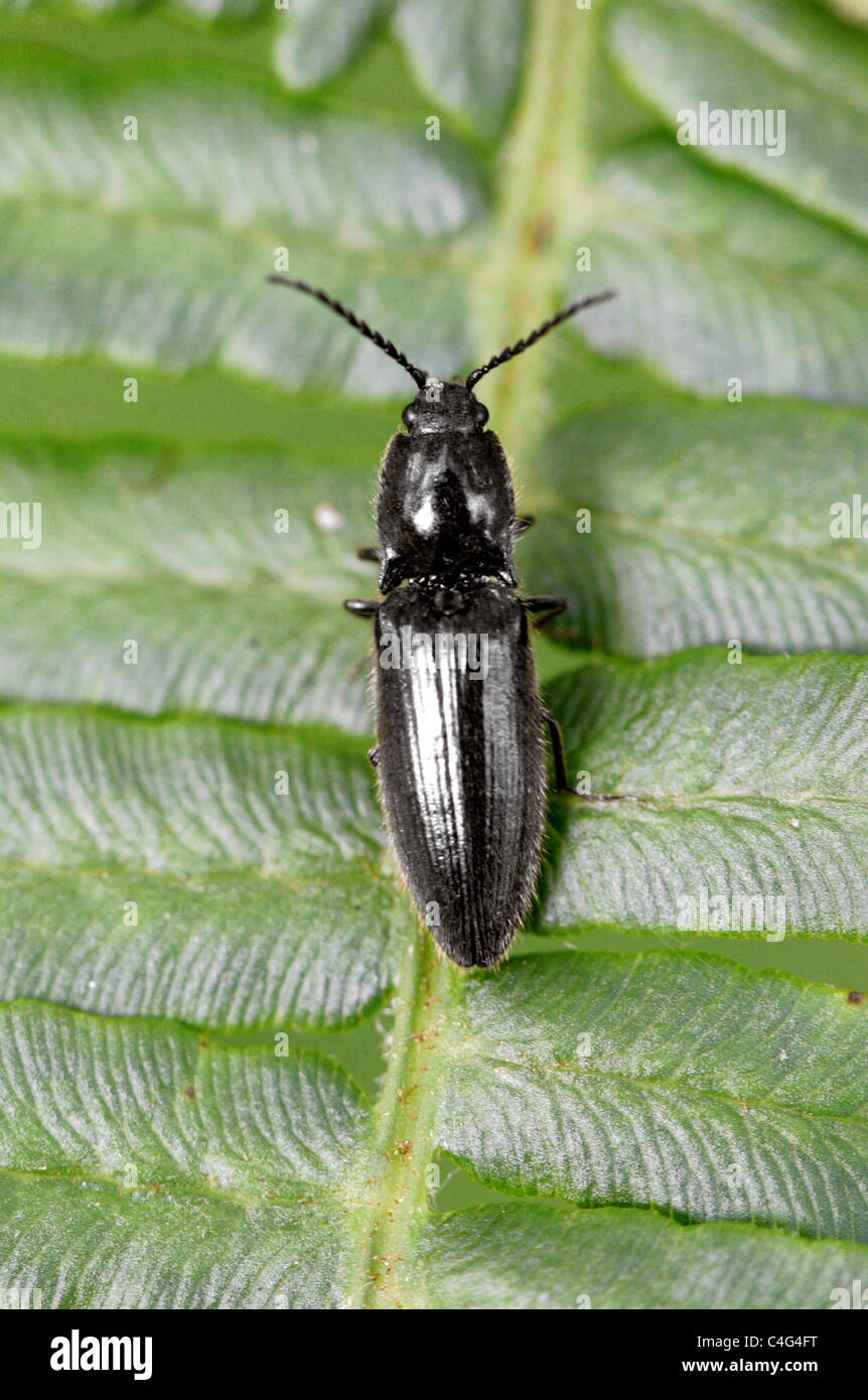 Click Beetle, Athous hirtus, Elateridae, Coleoptera. On Bracken in Pine Forest, Bracknell Forest, Berkshire, UK. Stock Photo