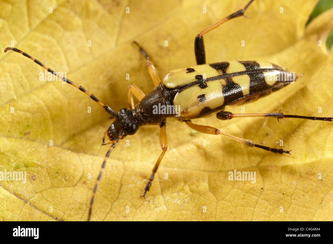 Longhorn beetle, Strangalia maculata UK Stock Photo
