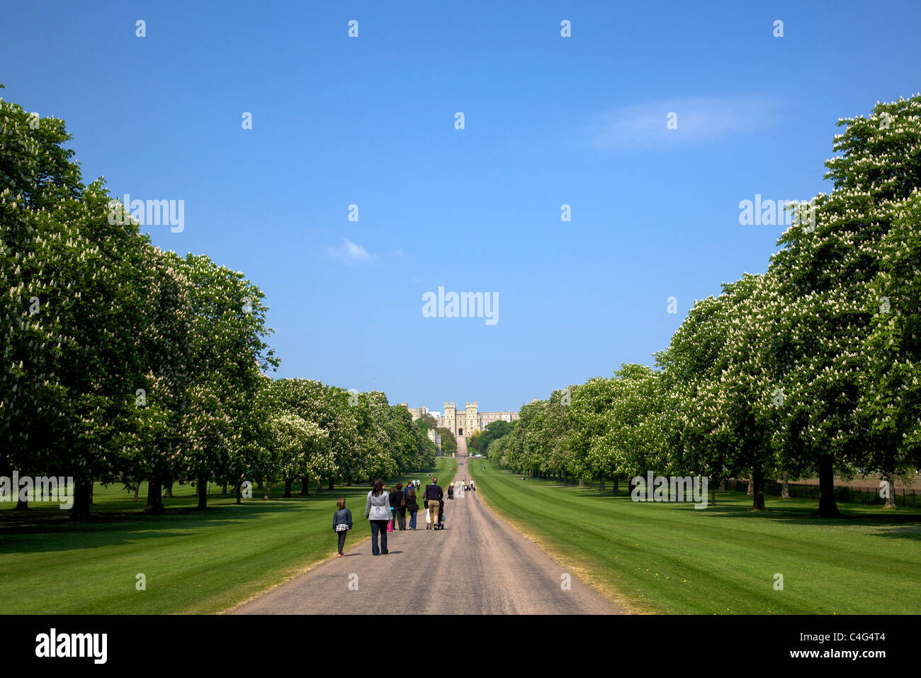 Horse Chestnuts in summer on the Long Walk Windsor Great Park Berkshire England UK Great Britain GB Europe Stock Photo