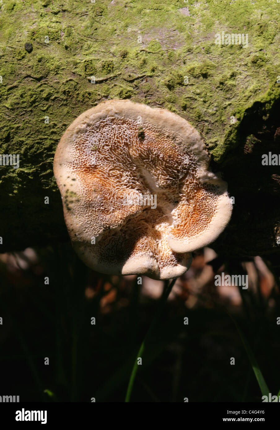 Cinnamon Bracket Fungus, Hapalopilus nidulans (H. rutilans), Polyporaceae, Hapalopilaceae. Growing on a Fallen Oak Branch, June. Stock Photo