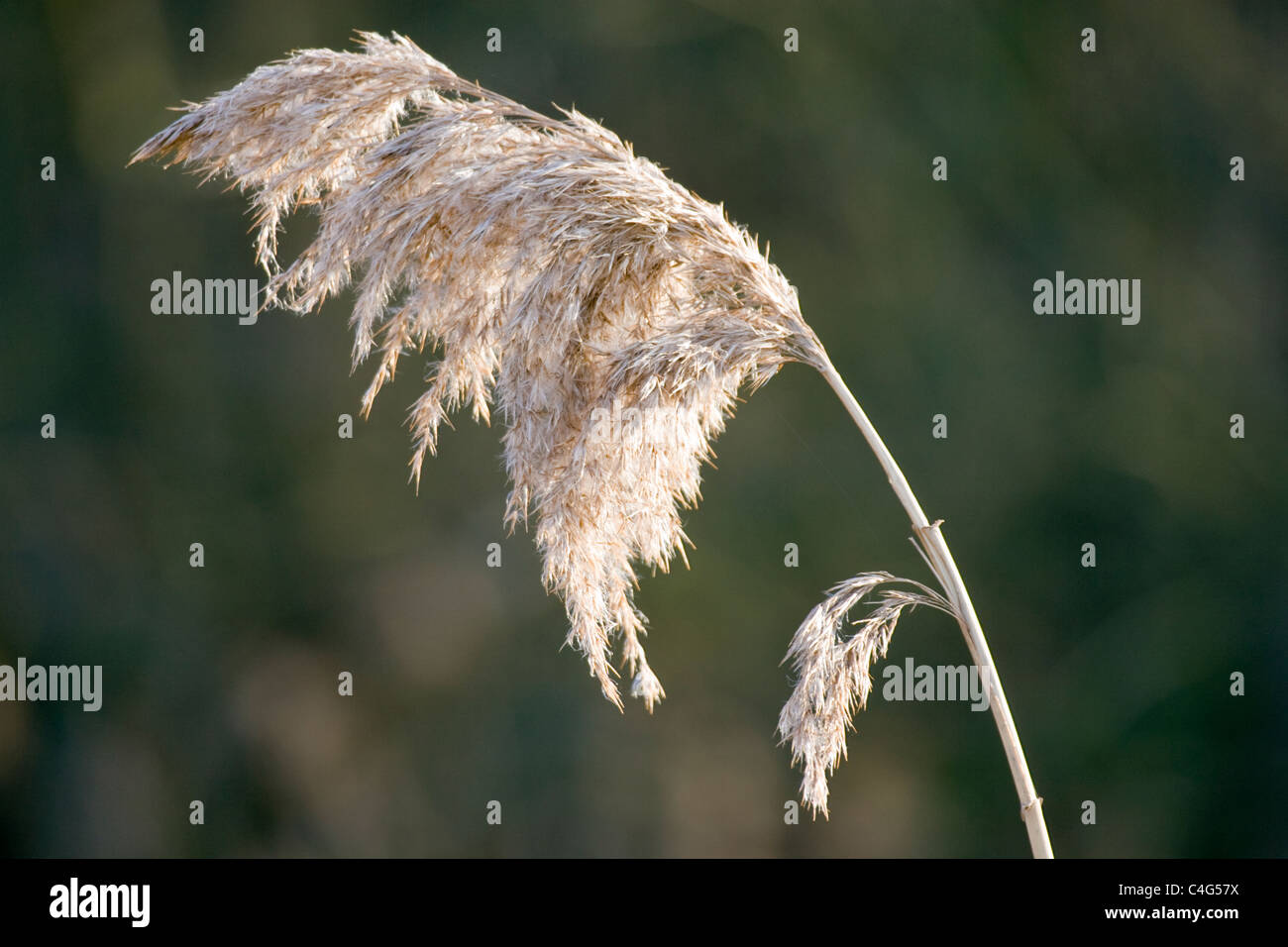 Common Reed, Phragmites australis, seed heads. Stock Photo
