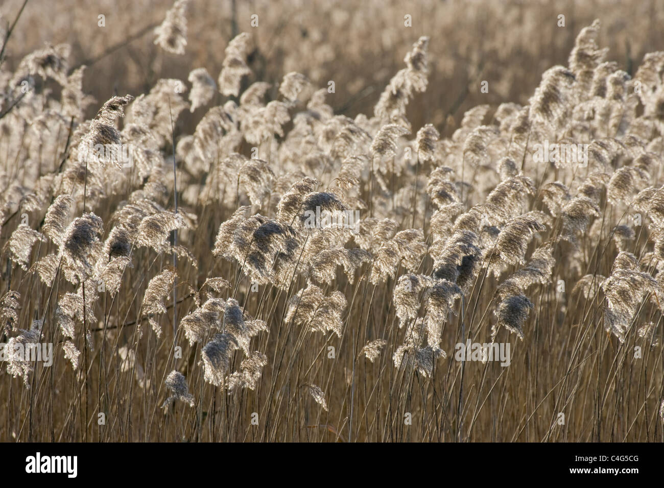 Common Reed, Phragmites australis, seed heads. Stock Photo