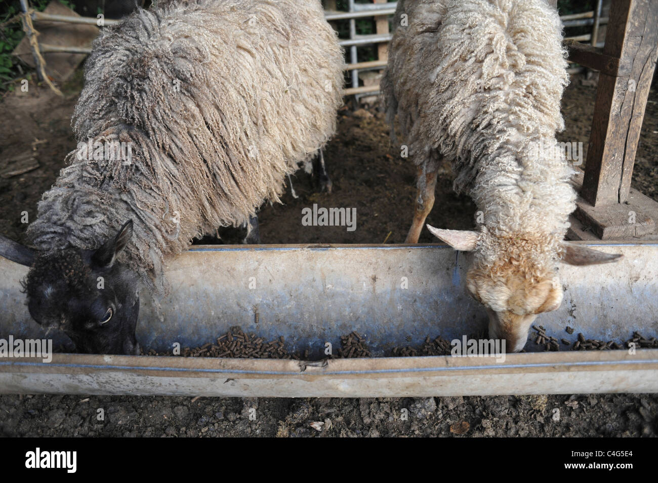 Two sheep feeding Stock Photo