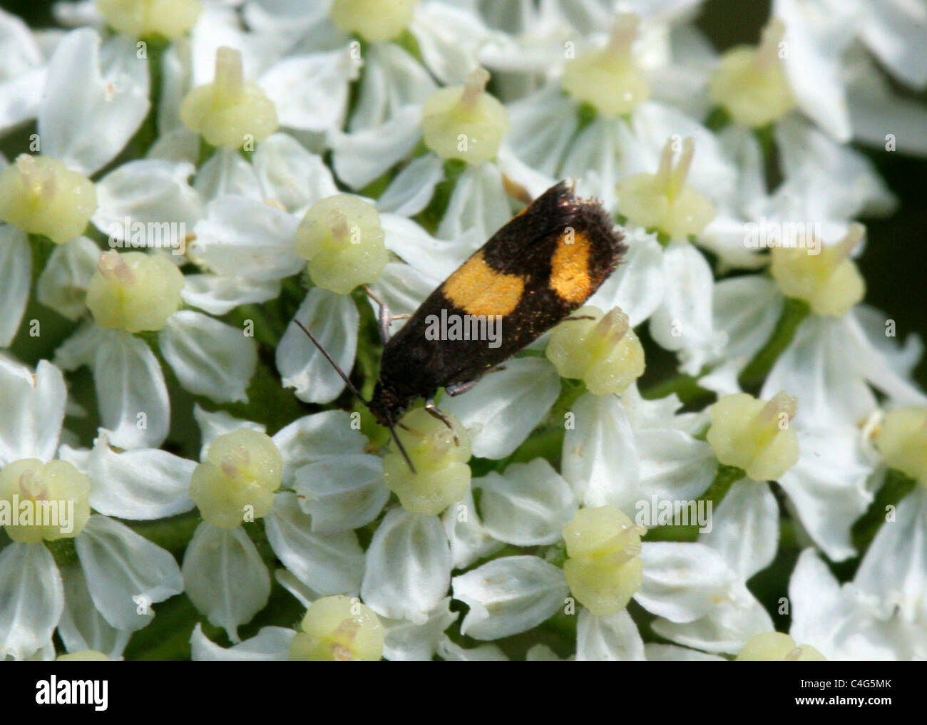 Tortrix Micro-moth, Pammene aurana, Tortricidae, Lepidoptera. On Hogweed. Stock Photo