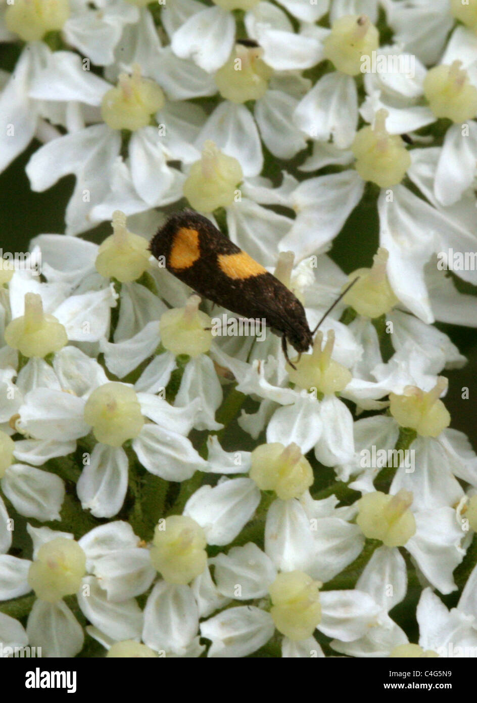 Tortrix Micro-moth, Pammene aurana, Tortricidae, Lepidoptera. On Hogweed. Stock Photo
