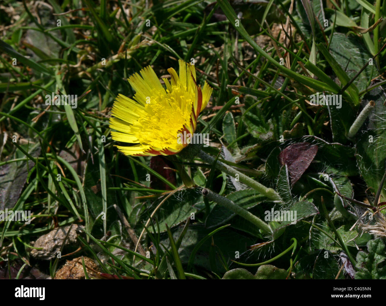 Mouse-ear Hawkweed, Pilosella officinarum, Asteraceae. Dunstable Downs, June. Stock Photo