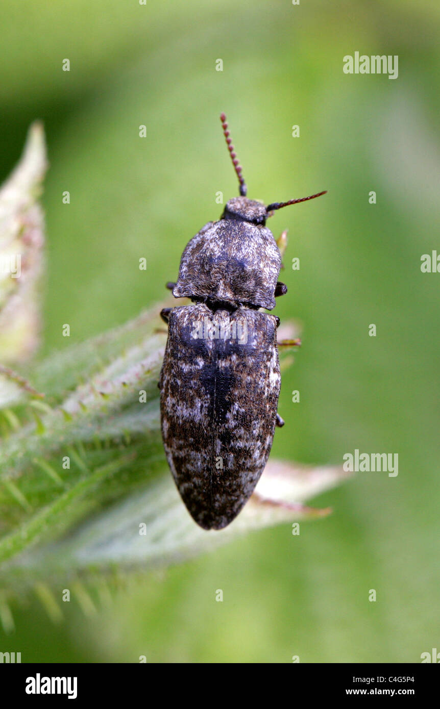 Click Beetle, Agrypnus murinus, Elateridae, Coleoptera. Stock Photo